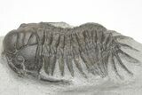 Crotalocephalus (“Cyrtometopus”) Trilobite - Scarce Species #208949-3
